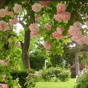 Meet your Posher, Forgetphoebe